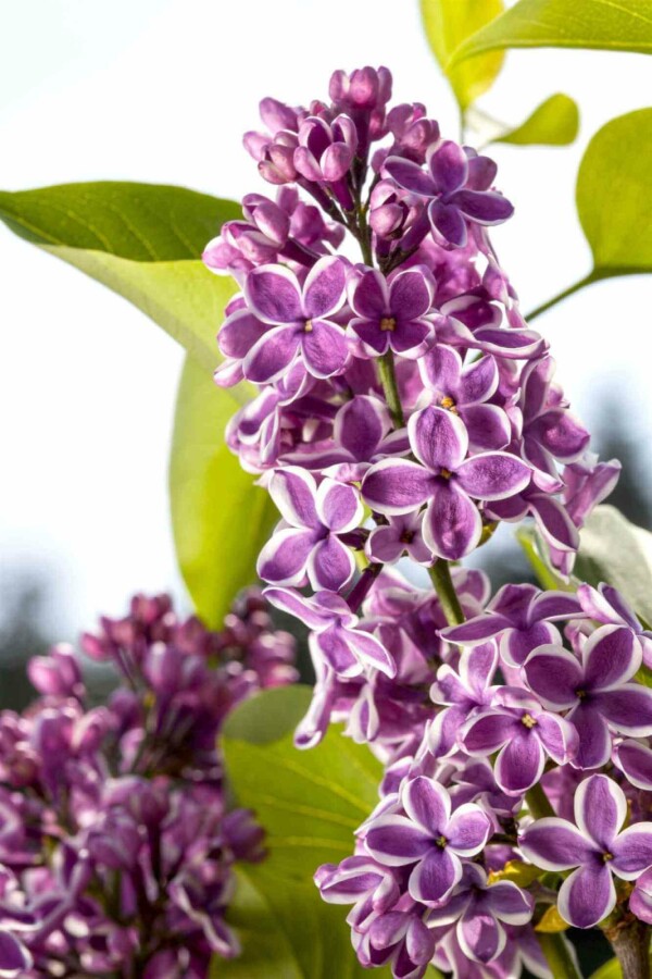 Lilas Syringa vulgaris 'Sensation' arbuste 30-40 C3 Syringa vulgaris 'Sensation' arbuste 30-40 cm
