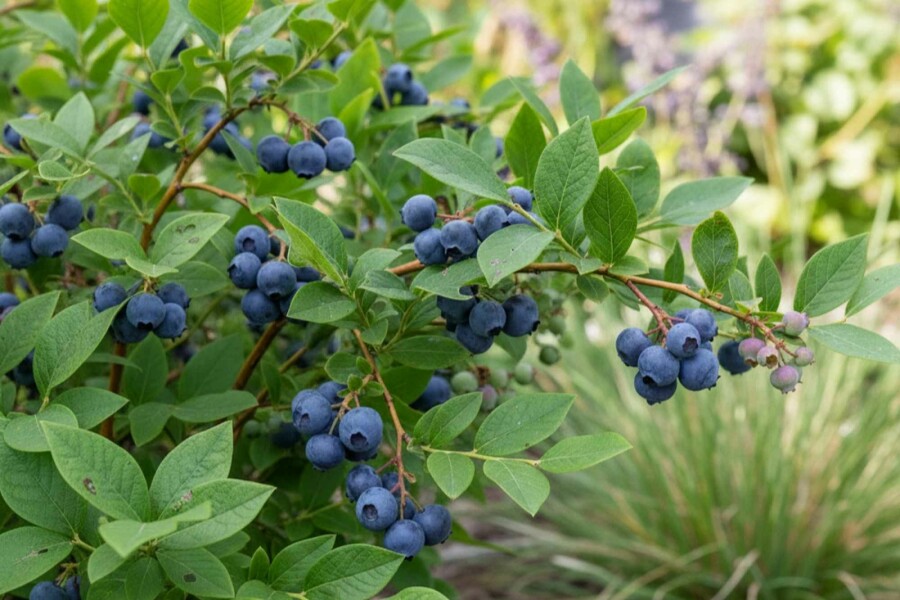 Myrtille d'Amérique Vaccinium corymbosum 'Goldtraube' arbuste 40-50 C3 Vaccinium corymbosum 'Goldtraube' arbuste 40-50 cm