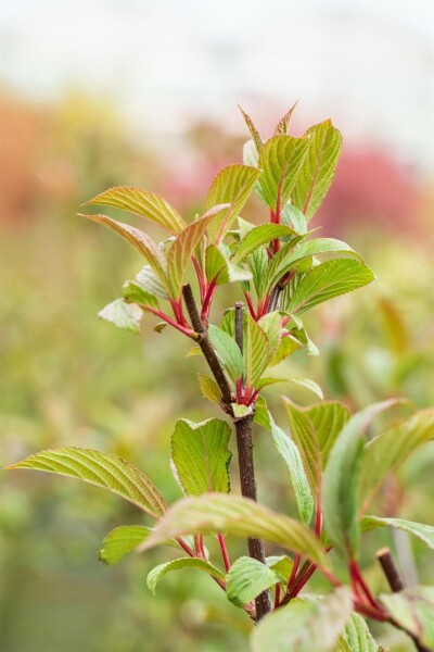 Viorne rose Viburnum bodnantense 'Charles Lamont' arbuste 40-60 C3 Viburnum bodnantense 'Charles Lamont' arbuste 40-60 cm