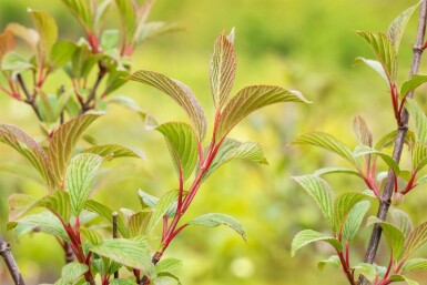 Viorne rose Viburnum bodnantense 'Charles Lamont' arbuste 60-80 C5 Viburnum bodnantense 'Charles Lamont' arbuste 60-80 cm