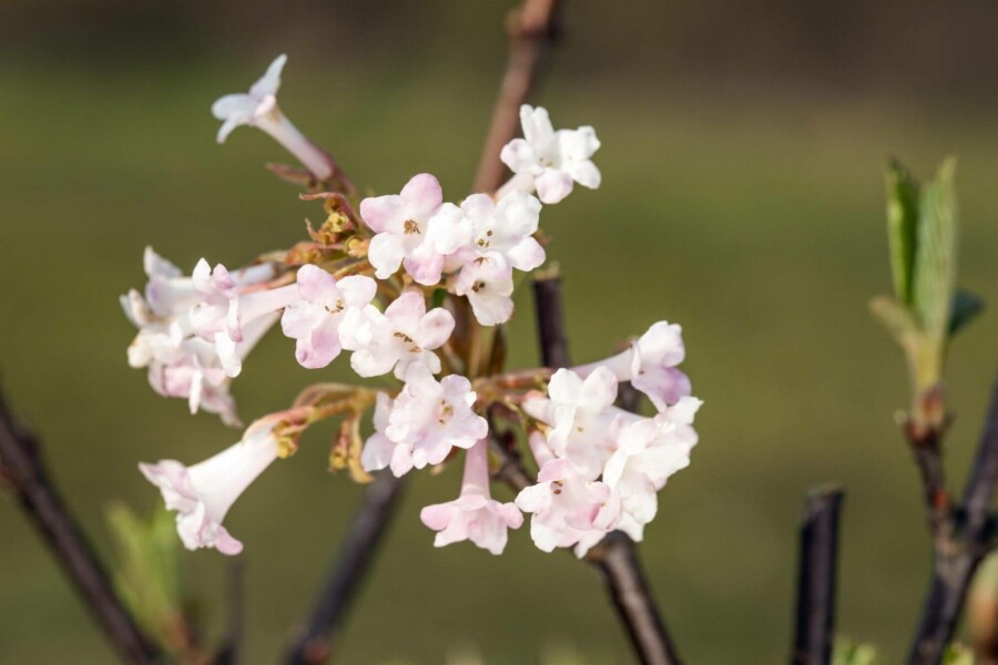 Viorne rose Viburnum bodnantense 'Charles Lamont' arbuste 100-150 C12 Viburnum bodnantense 'Charles Lamont' arbuste 100-150 cm