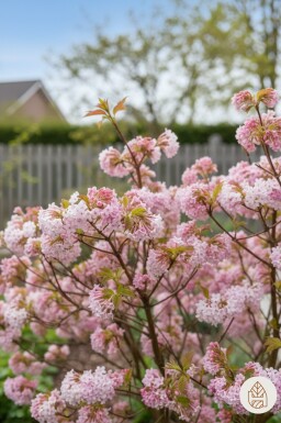 Viburnum bodnantense 'Dawn' arbuste 30-40 cm