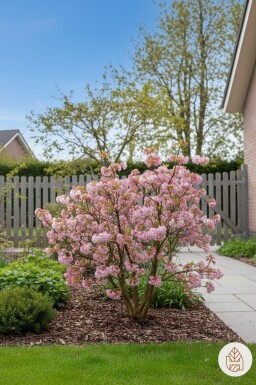 Viburnum bodnantense 'Dawn' arbuste 120-140 cm
