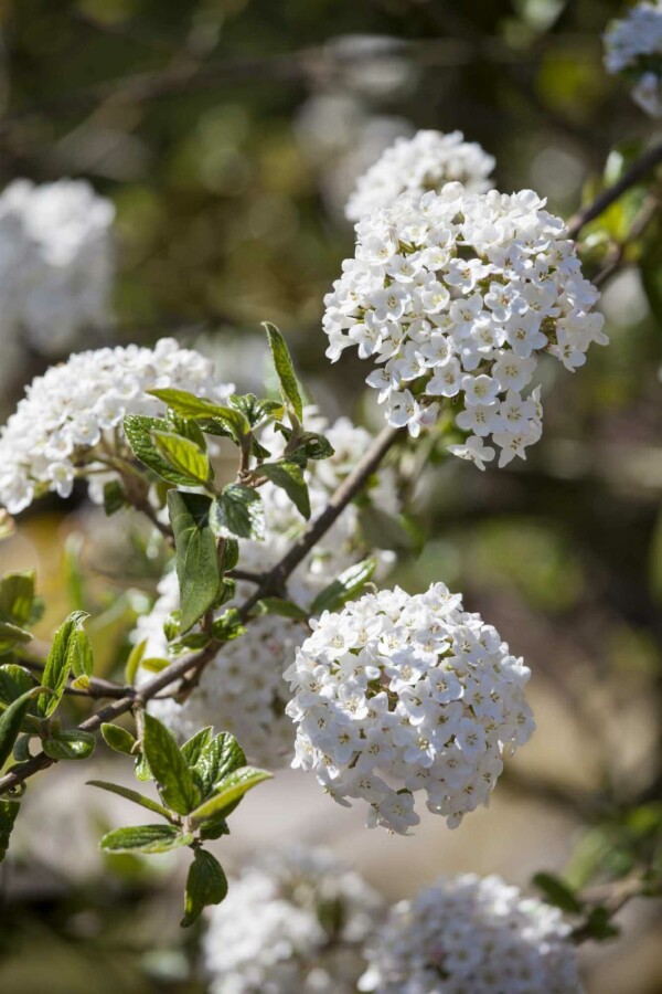 Viorne de burkwood Viburnum burkwoodii arbuste 30-40 C3 Viburnum burkwoodii arbuste 30-40 cm