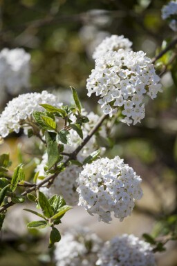 Viorne de burkwood Viburnum burkwoodii arbuste 30-40 C3 Viburnum burkwoodii arbuste 30-40 cm