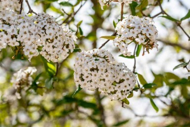 Viorne de burkwood Viburnum burkwoodii arbuste 30-40 C3 Viburnum burkwoodii arbuste 30-40 cm
