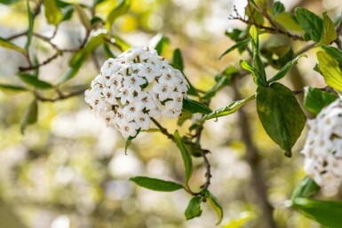 Viorne de burkwood Viburnum burkwoodii arbuste 30-40 C3 Viburnum burkwoodii arbuste 30-40 cm