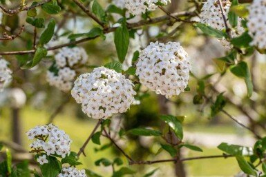 Viorne de burkwood Viburnum burkwoodii arbuste 30-40 C3 Viburnum burkwoodii arbuste 30-40 cm