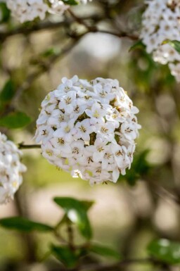 Viorne de burkwood Viburnum burkwoodii arbuste 30-40 C3 Viburnum burkwoodii arbuste 30-40 cm