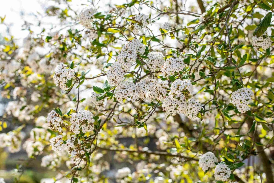Viorne de burkwood Viburnum burkwoodii arbuste 60-80 C7,5 Viburnum burkwoodii arbuste 60-80 cm