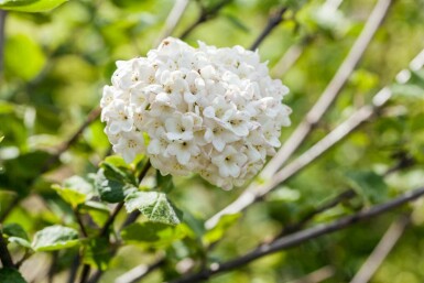 Viorne boule de neige Viburnum carlcephalum arbuste 30-40 C3 Viburnum carlcephalum arbuste 30-40 cm