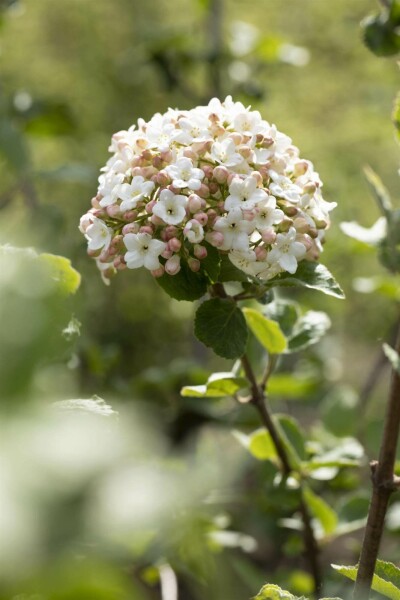 Viorne de carles Viburnum carlesii 'Aurora' arbuste 30-40 C3 Viburnum carlesii 'Aurora' arbuste 30-40 cm