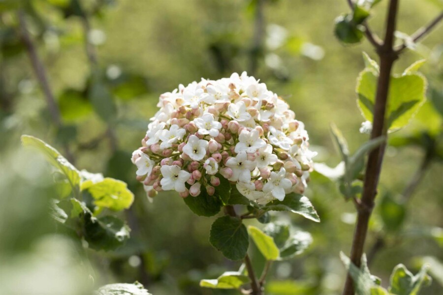Viorne de carles Viburnum carlesii 'Aurora' arbuste 30-40 C3 Viburnum carlesii 'Aurora' arbuste 30-40 cm
