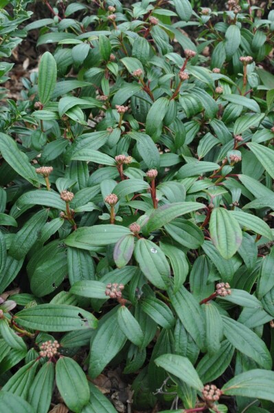 Viburnum davidii arbuste 30-40 cm