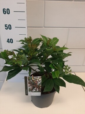 Viburnum davidii arbuste 30-40 cm