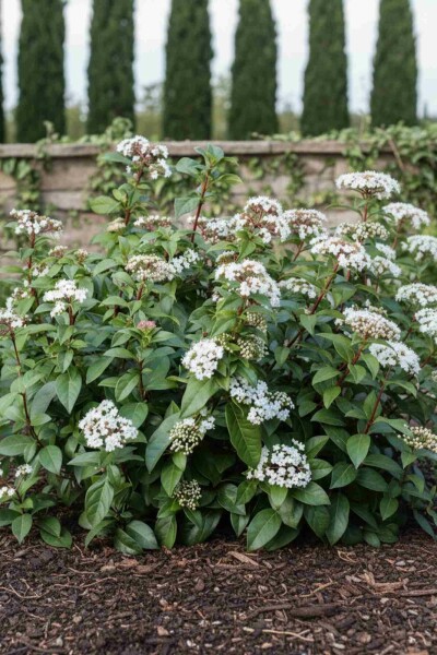 Viburnum hillieri 'Winton' arbuste 60-80 cm
