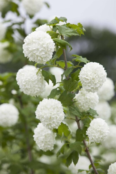 Boule de neige Viburnum opulus arbuste 40-60 C2,5 Viburnum opulus arbuste 40-60 cm