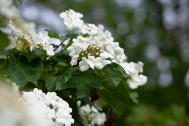 Boule de neige Viburnum opulus arbuste 40-60 C2,5 Viburnum opulus arbuste 40-60 cm