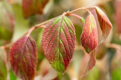 Boule de neige japonaise Viburnum plicatum 'Kilimandjaro' arbuste 30-40 C3 Viburnum plicatum 'Kilimandjaro' arbuste 30-40 cm