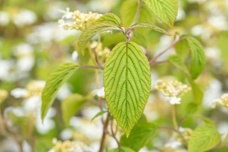 Boule de neige japonaise Viburnum plicatum 'Kilimandjaro' arbuste 60-80 C7,5 Viburnum plicatum 'Kilimandjaro' arbuste 60-80 cm