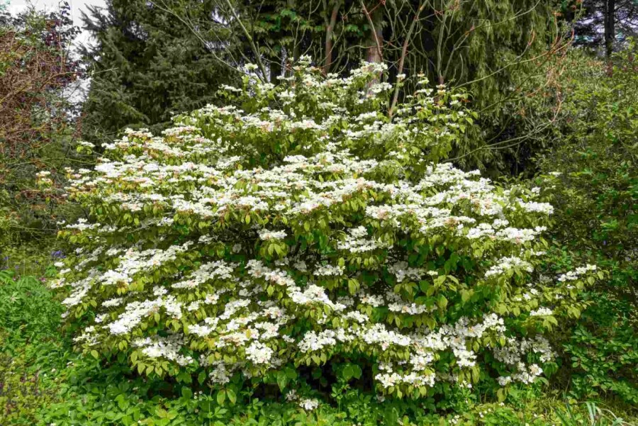 Viorne plissée Viburnum plicatum 'Kilimandjaro Sunrise' arbuste 50-60 C7 Viburnum plicatum 'Kilimandjaro Sunrise' arbuste 50-60 cm