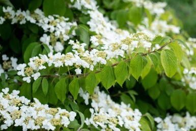 Viorne japonaise Viburnum plicatum 'Mariesii' arbuste 30-40 C3 Viburnum plicatum 'Mariesii' arbuste 30-40 cm