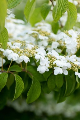 Viorne japonaise Viburnum plicatum 'Mariesii' arbuste 30-40 C3 Viburnum plicatum 'Mariesii' arbuste 30-40 cm