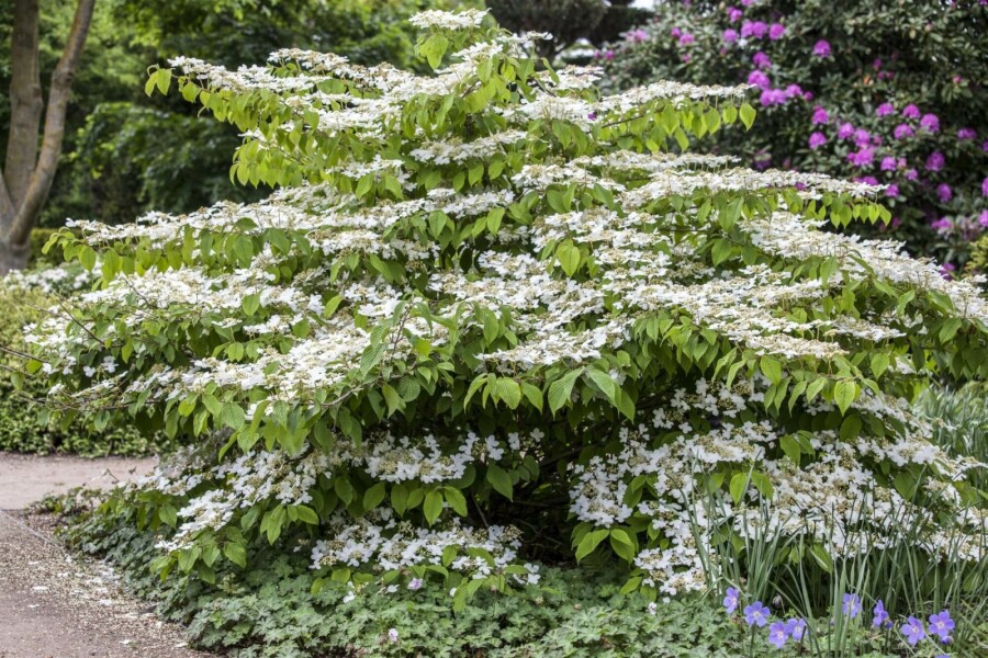 Viorne japonaise Viburnum plicatum 'Mariesii' arbuste 20-25 C3 Viburnum plicatum 'Mariesii' arbuste 20-25 cm