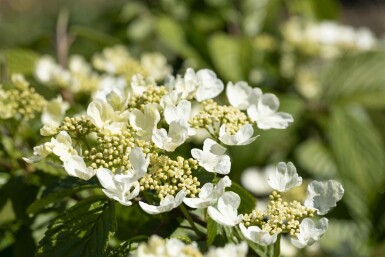 Viorne japonaise Viburnum plicatum 'Mariesii' arbuste 20-25 C3 Viburnum plicatum 'Mariesii' arbuste 20-25 cm