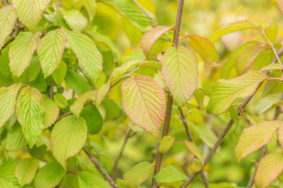Viorne du japon Viburnum plicatum 'Tomentosum' arbuste 50-60 C5 Viburnum plicatum 'Tomentosum' arbuste 50-60 cm