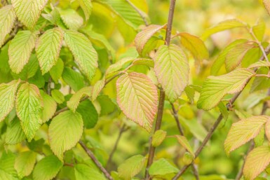 Viorne du japon Viburnum plicatum 'Tomentosum' arbuste 50-60 C5 Viburnum plicatum 'Tomentosum' arbuste 50-60 cm
