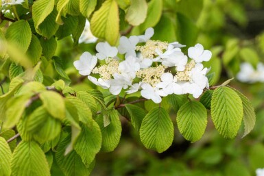 Viorne du japon Viburnum plicatum 'Tomentosum' arbuste 50-60 C5 Viburnum plicatum 'Tomentosum' arbuste 50-60 cm