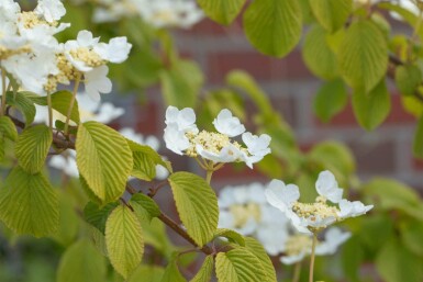 Viorne plissée Viburnum plicatum 'Watanabe' arbuste 15-20 C2,5 Viburnum plicatum 'Watanabe' arbuste 15-20 cm