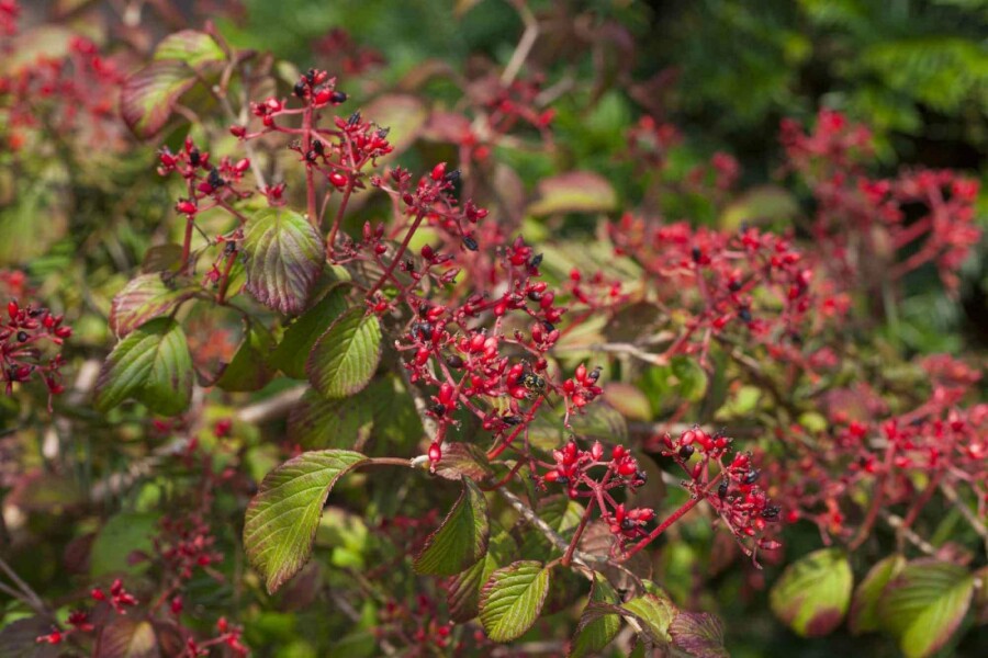 Viorne plissée Viburnum plicatum 'Watanabe' arbuste 30-40 C3 Viburnum plicatum 'Watanabe' arbuste 30-40 cm