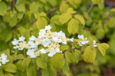 Viorne plissée Viburnum plicatum 'Watanabe' arbuste 30-40 C7,5 Viburnum plicatum 'Watanabe' arbuste 30-40 cm