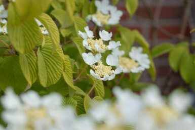 Viorne plissée Viburnum plicatum 'Watanabe' arbuste 30-40 C7,5 Viburnum plicatum 'Watanabe' arbuste 30-40 cm