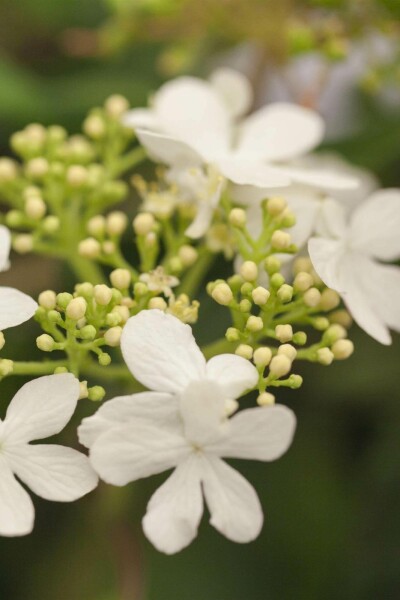 Viburnum plicatum 'Watanabe' C7,5 60-80