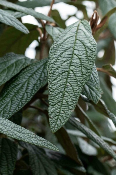 Viorne de prague Viburnum 'Pragense' arbuste 20-30 C3 Viburnum 'Pragense' arbuste 20-30 cm