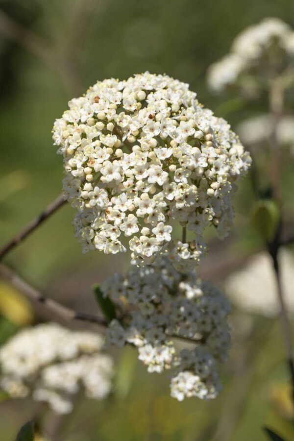 Viorne de prague Viburnum 'Pragense' arbuste 60-80 C12 Viburnum 'Pragense' arbuste 60-80 cm