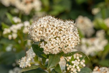 Viorne de prague Viburnum 'Pragense' arbuste 60-80 C12 Viburnum 'Pragense' arbuste 60-80 cm
