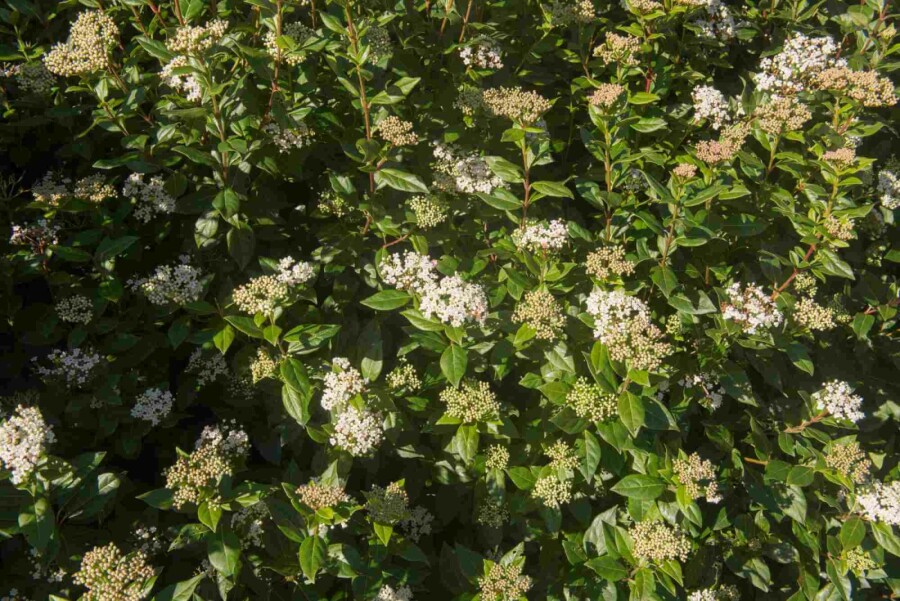 Viorne tin Viburnum tinus 'Eve Price' arbuste 40-50 C3 Viburnum tinus 'Eve Price' arbuste 40-50 cm