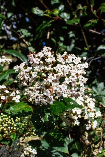 Viorne tin Viburnum tinus 'Gwenllian' arbuste 30-40 C3 Viburnum tinus 'Gwenllian' arbuste 30-40 cm