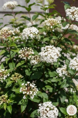 Viburnum tinus 'Gwenllian' arbuste 40-50 cm