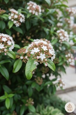 Viburnum tinus 'Spirit' arbuste 30-35 cm