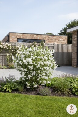 Weigela 'Candida' arbuste 60-80 cm