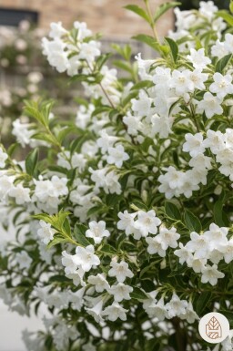 Weigela 'Candida' arbuste 80-100 cm