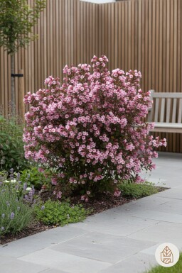 Weigela florida 'Nana Purpurea' arbuste 40-50 cm