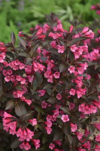Weigela 'Naomi Campbell' arbuste 30-40 cm