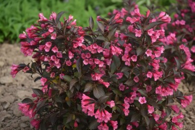 Weigela 'Naomi Campbell' arbuste 30-40 cm