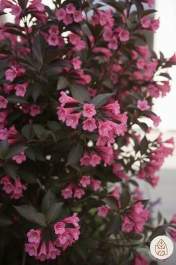 Weigela 'Naomi Campbell' arbuste 30-40 cm